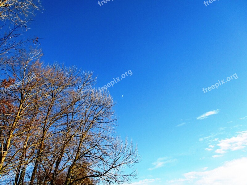 Trees Sky Nature Bald Trees Aesthetic