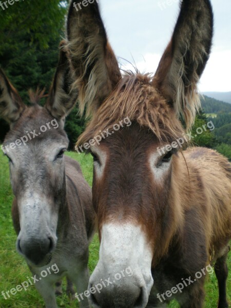 Donkey Animal Nature Free Photos