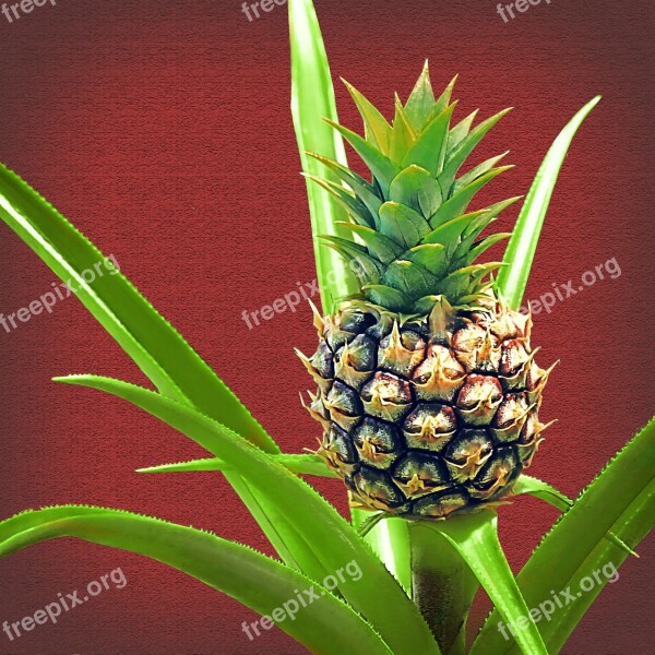 Pineapple Baby Pineapple Plant Fruit Green