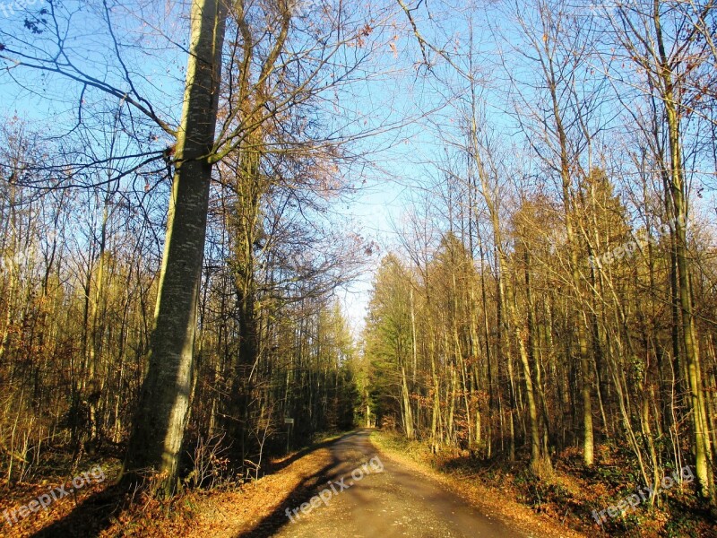 Forest Path Forest Idyll Migratory Path Path