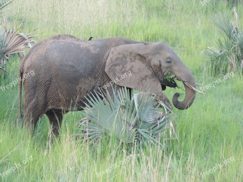 Elephant Africa Safari Free Photos