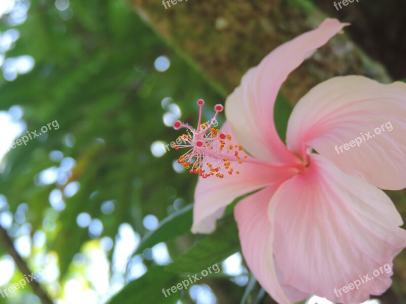 Hibiscus Pink Hibiscus Tree Free Photos