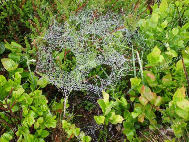 Cobweb Dew Spider Webs Autumn Nature