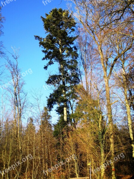 Green Forest Sky Blue Tree Atmosphere