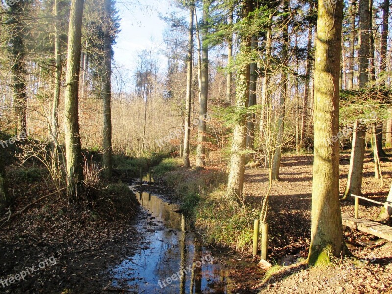 Forest Bach Watercourse Fairy Tale Forest Atmosphere