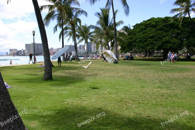 Honolulu Beach Hawaii Park Gull