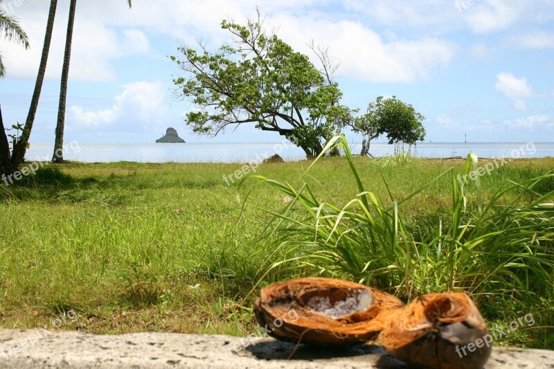 Hawaii Island Beach Coconut Palm Trees