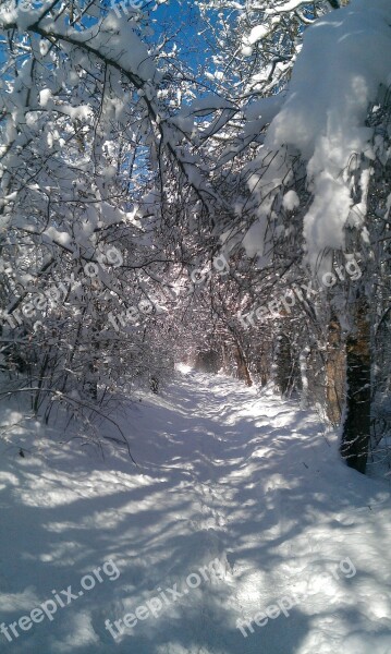 Winter Way Path Winter Snow Wintry