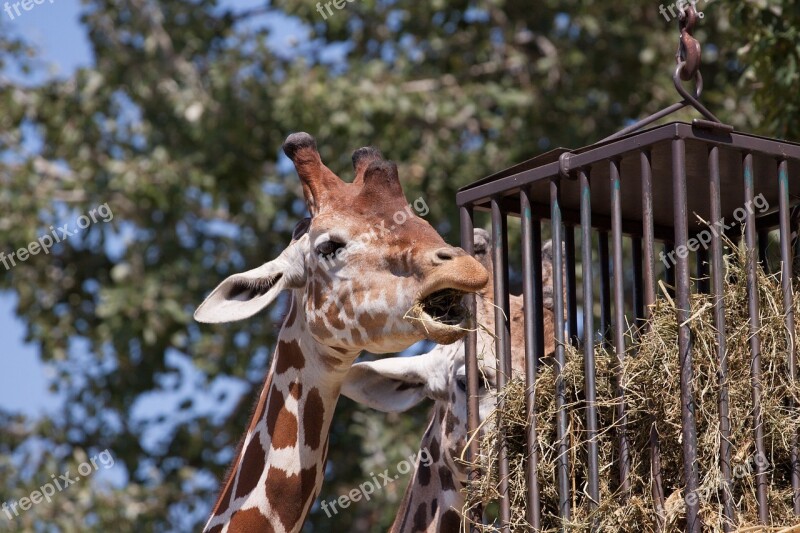 Giraffe Animal Zoo Nature Neck