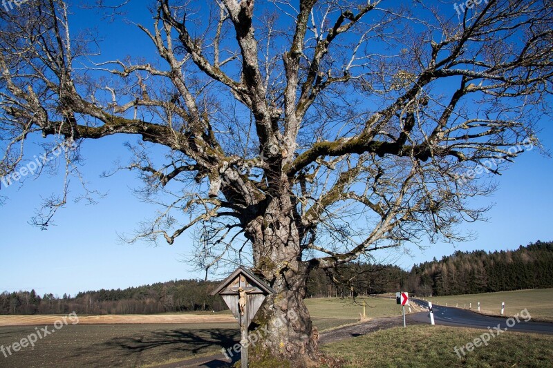 Linde Old Road Away Forest