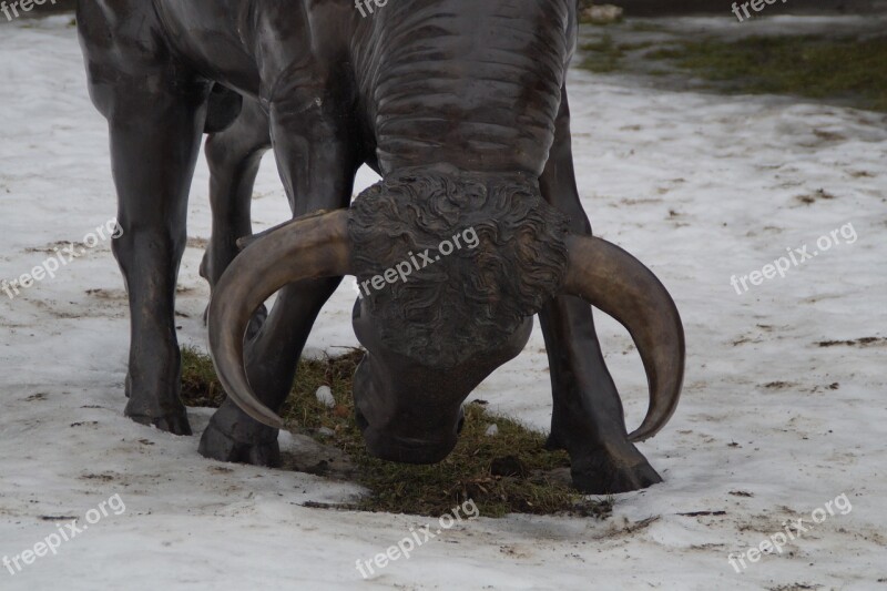 Bull Angry Horns Head Attack