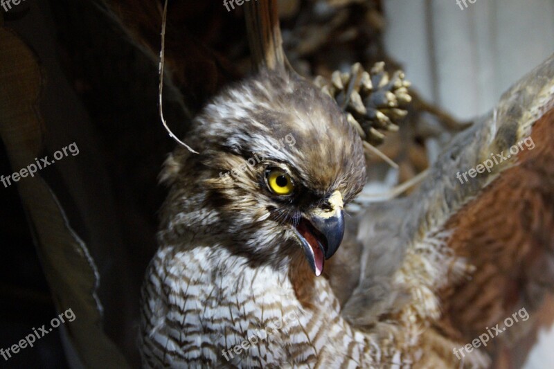 Raptor Stuffed Close Up Bird Buzzard