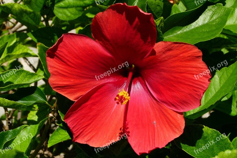 Hibiscus Blossom Bloom Red Close Up