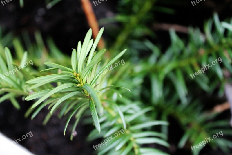 Tannenzweig Holly Forest Pine Needles Needle Branch