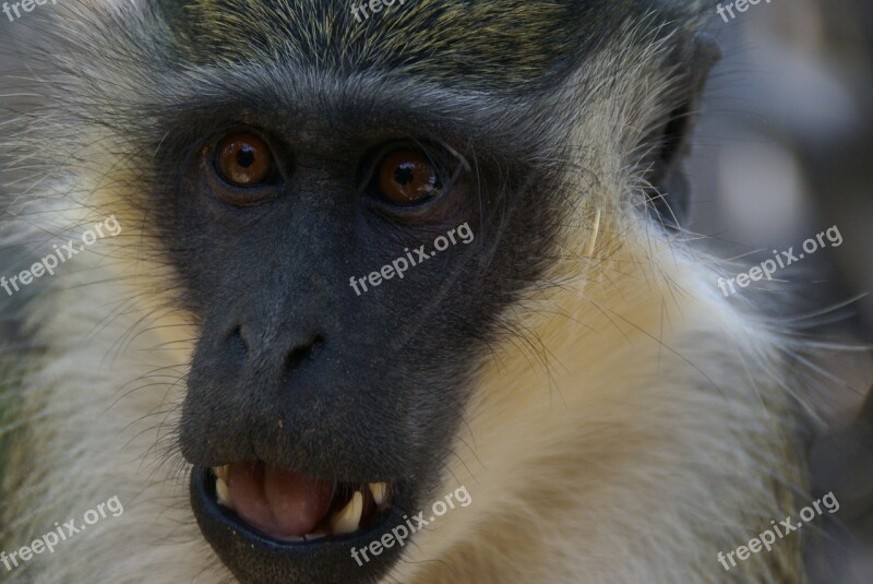 Monkey Nature Animals Gambia Africa