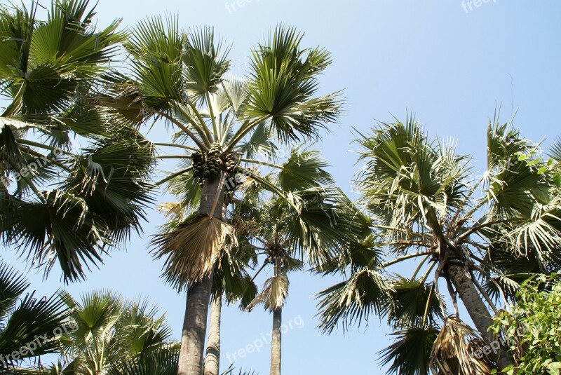 Palm Tree Tropical Gambia Holiday Free Photos