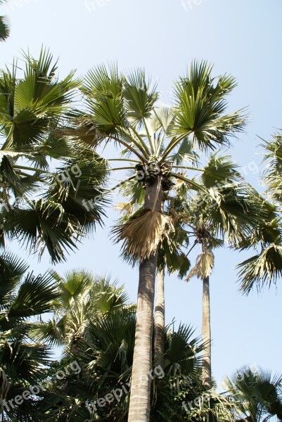 Palm Tree Tropical Gambia Holiday Free Photos