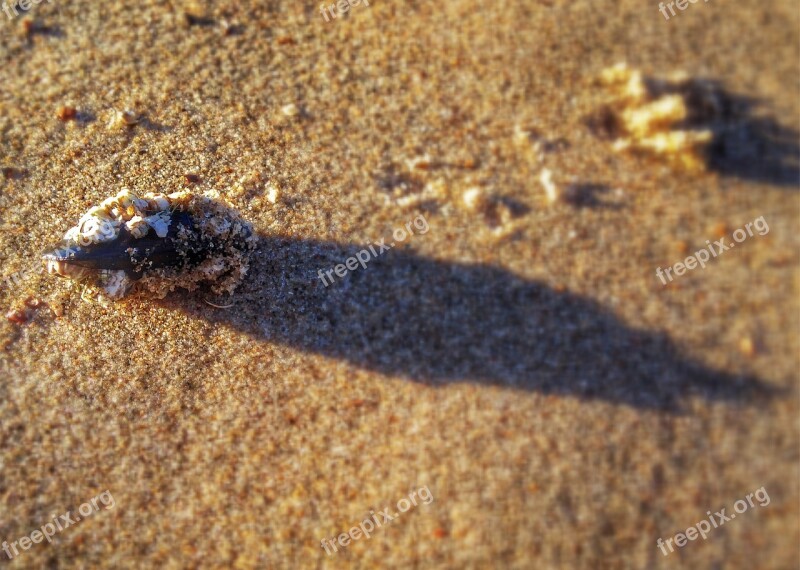 Shell Mussel North Sea Close Up Beach