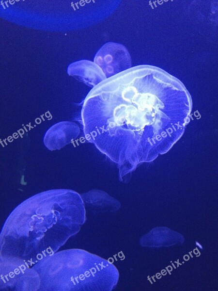 Jellyfish Blue White Float Creature