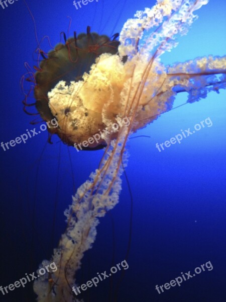 Jellyfish Blue Creature Deep Sea Creature Transparent