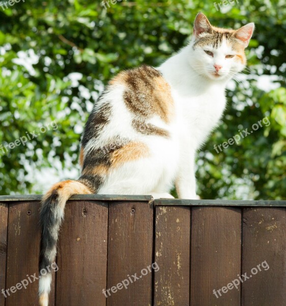 Cat Mammal Pet Sit Fence