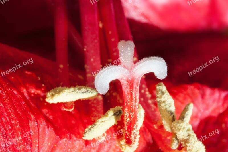 Amaryllis Red Flowers Flower Plant