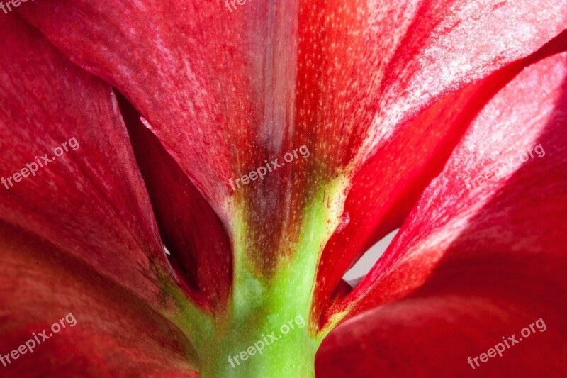 Amaryllis Red Flowers Flower Plant