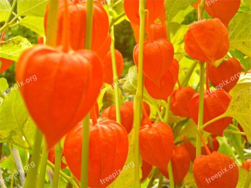 Judekörs Flowers Physalis Physalis Alkekengi Orange