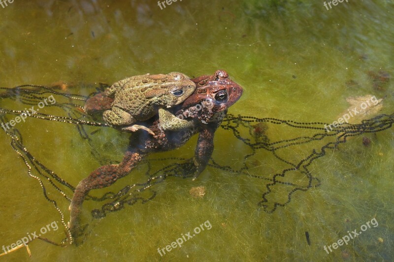 American Toad Copulation Mating Toads Eggs