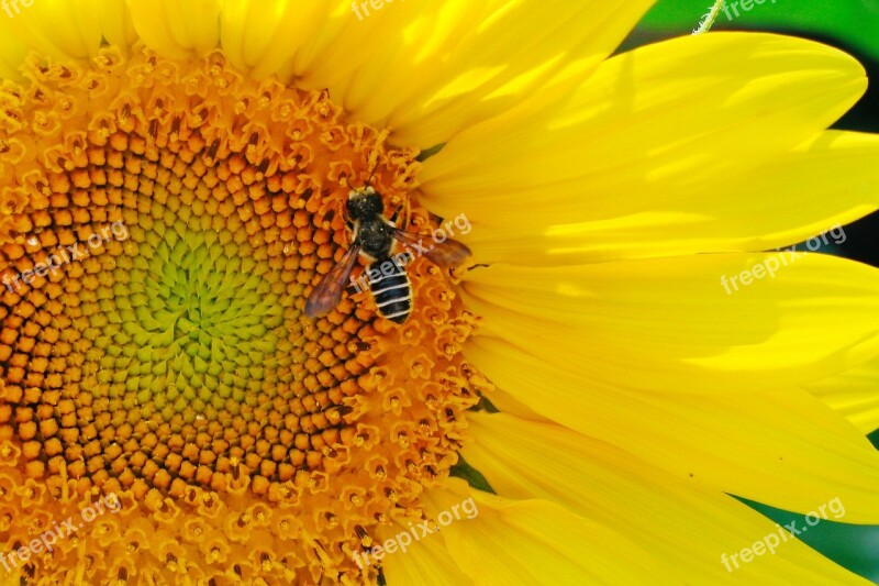 Sunflower Bee Pollinate Insect Flower