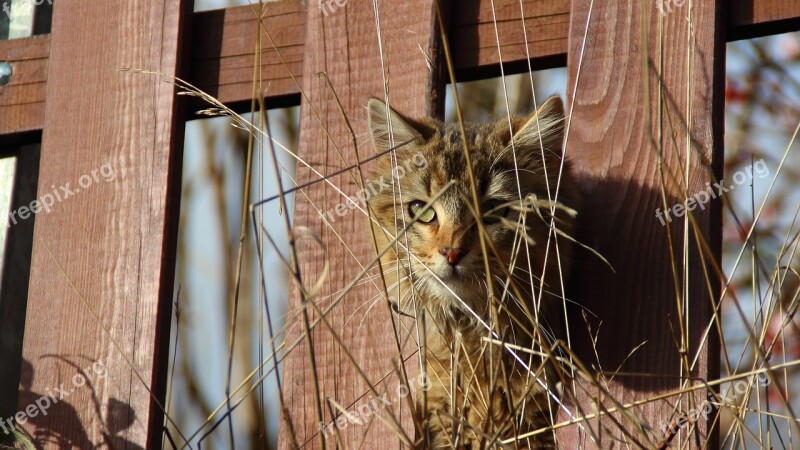 Cat Kitten View Animal Fence