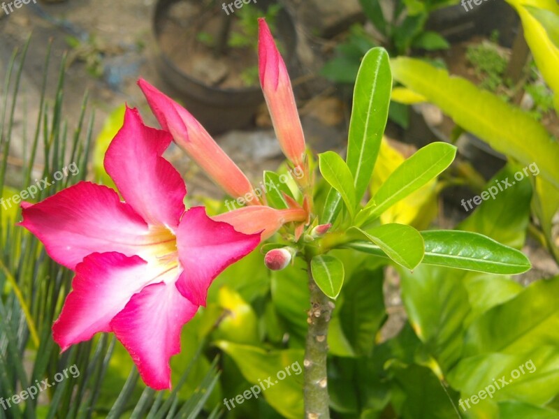 Flowers Adenium Frangipani Cambodia Red