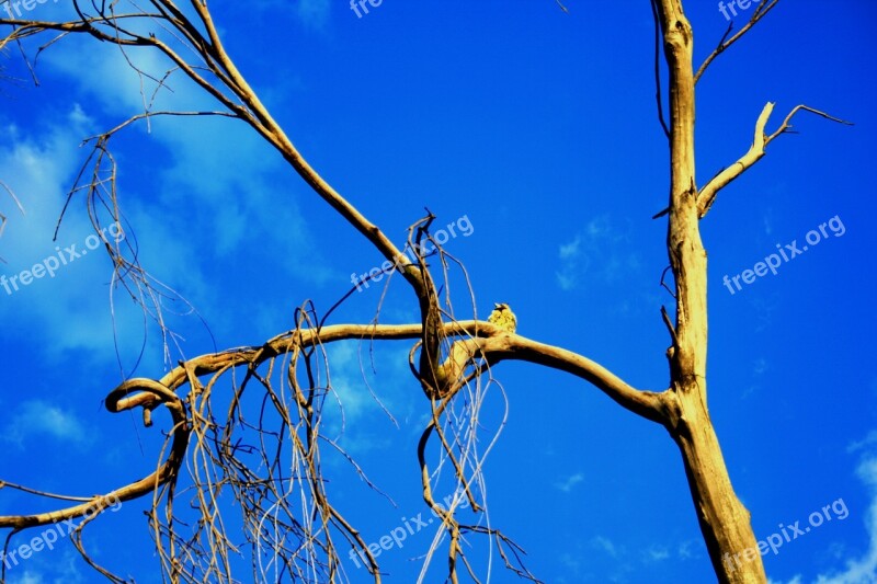 Tree Old Dead Dry Sky