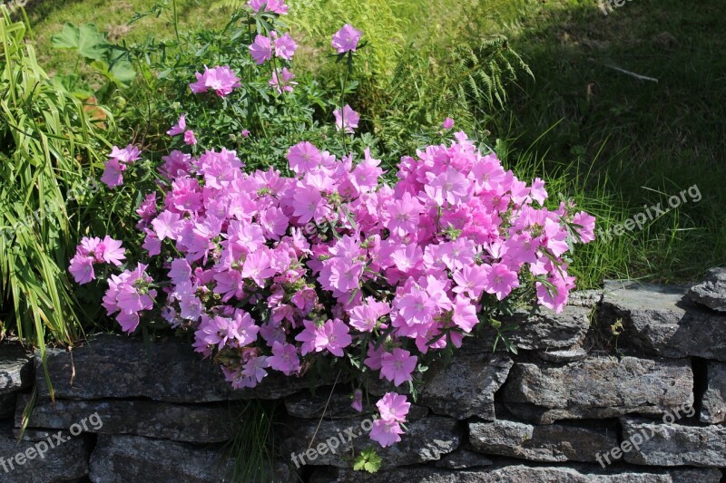 Flowers Norway Plants Nature Garden