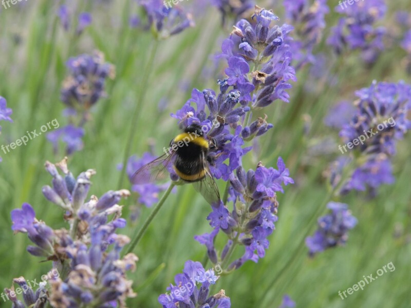 Lavender Hummel Bee Lavender Flowers Insect