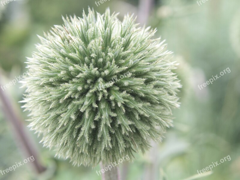 Thistle Globe Thistle Plant Prickly Spiny