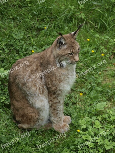 Lynx Big Cat Cat Animal Northern Lynx