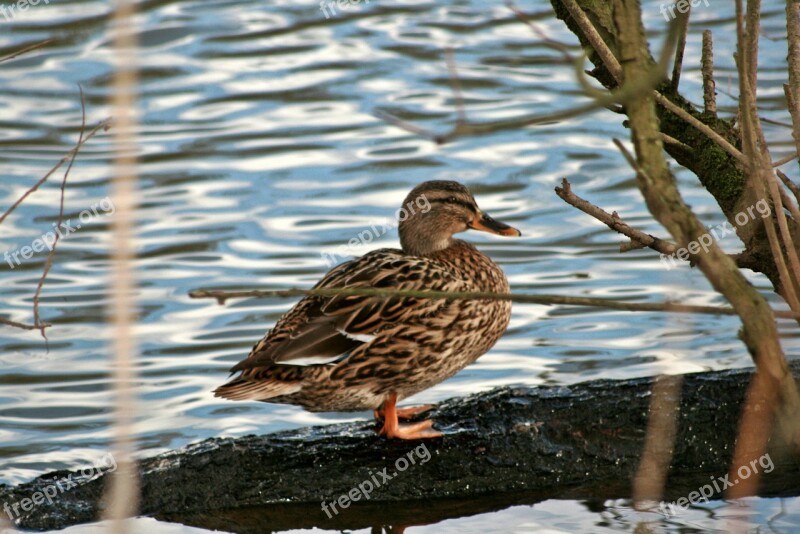 Duck Animal River Green Plumage