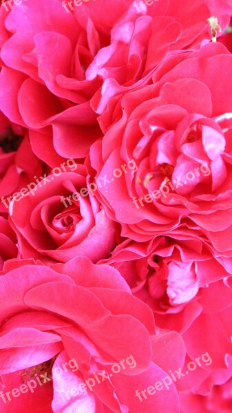 Roses Rose Flower Red Rose Pink