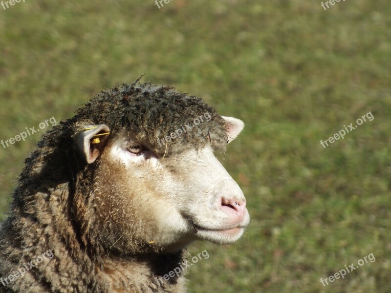 Sheep Spring Wool Free Photos