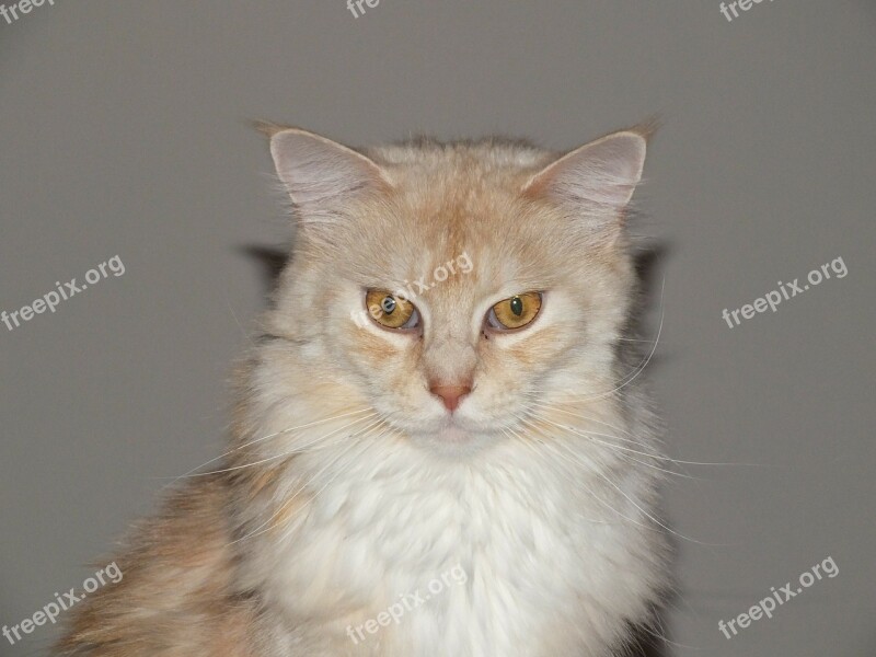 Cat Pet Cat Cat Maine Coon Cat Free Photos