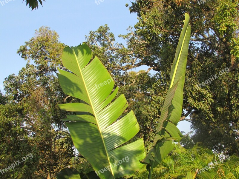 Banana Tree Leaf Palm Leaf Leaf Exotic Dharwad