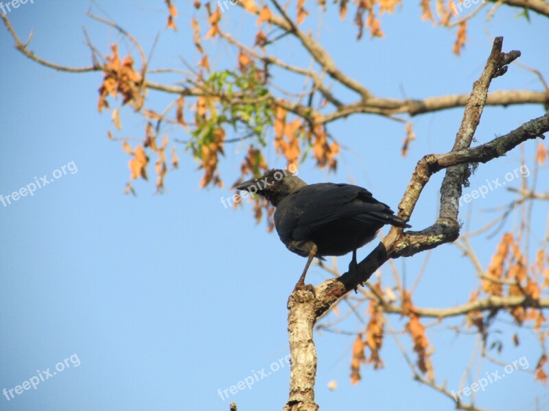 Crow Raven Bird Beak Black