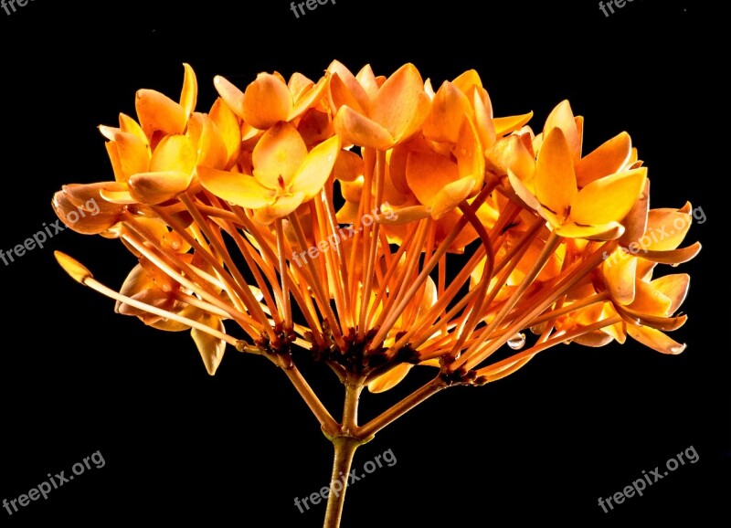 Blossom Bloom Flower Yellow Orange Free Photos