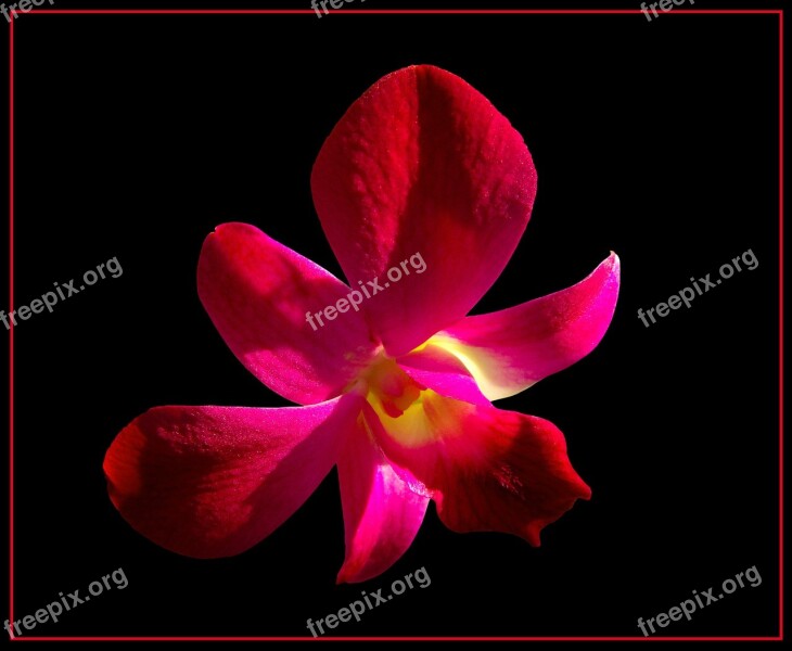 Orchid Blossom Bloom Flower Red