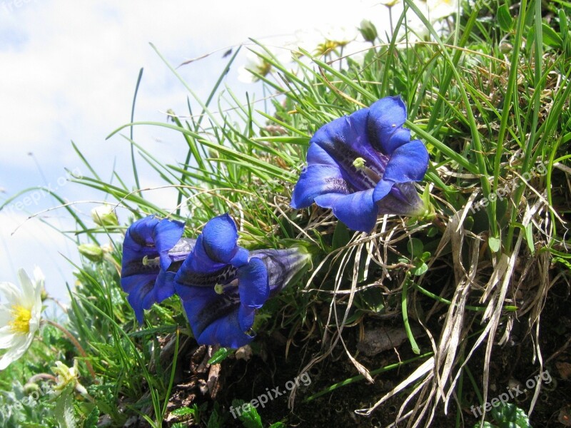 Gentian Alpine Flower Blue Flower Purple