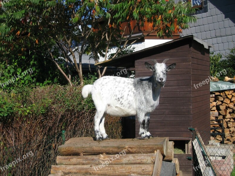 Billy Goat Domestic Goat Goat Animal Free Photos