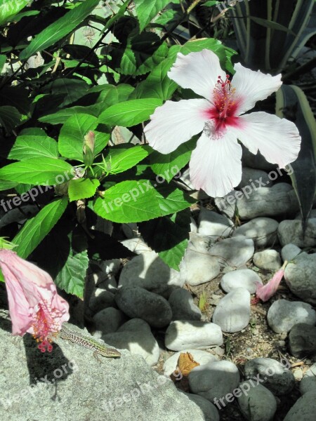 Mediterranean Ischia Hibiscus Flower Lizard Free Photos