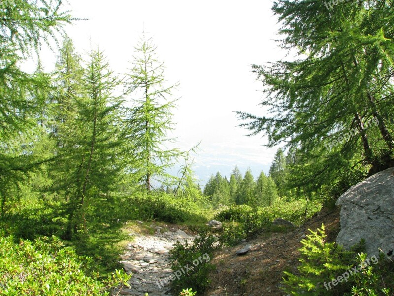 Forest Path Mountain Path Migratory Path Larch Forest Free Photos