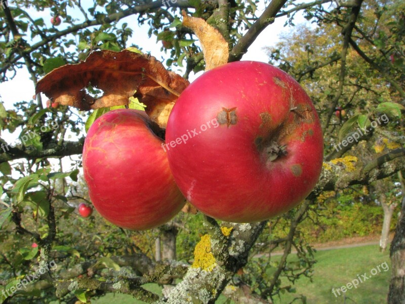 Apple Fruit Late Summer Red Free Photos